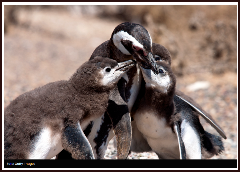  Una ola de calor extremo provocó la muerte de cientos de pingüinos en Argentina