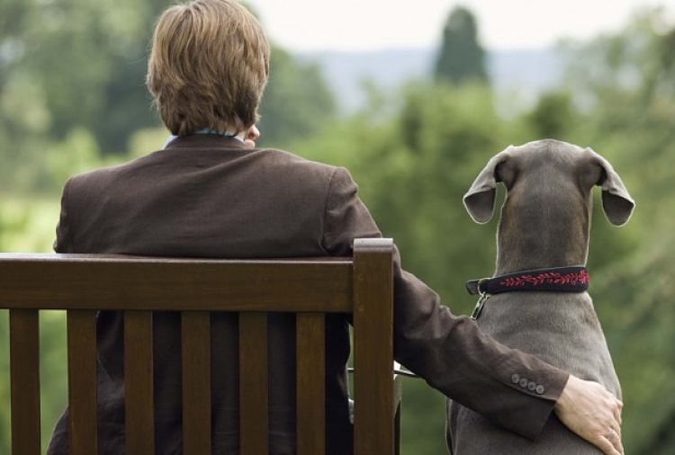 Descubre las razones de por qué los perros son tan fieles