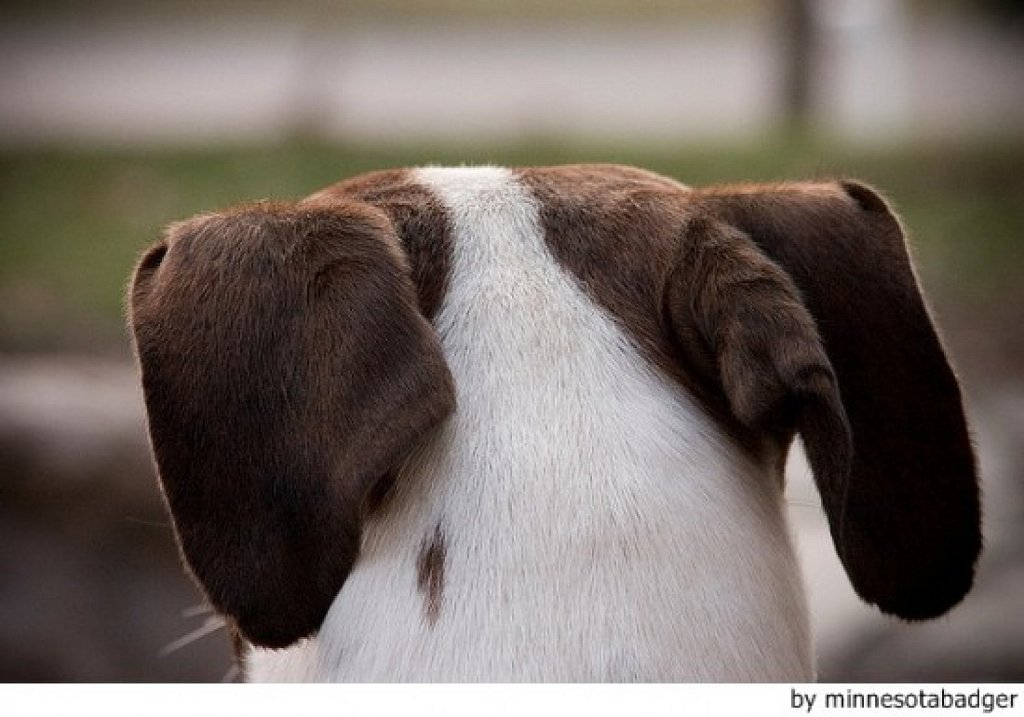 ¿Qué quiere decir tu perro cuando mueve las orejas?