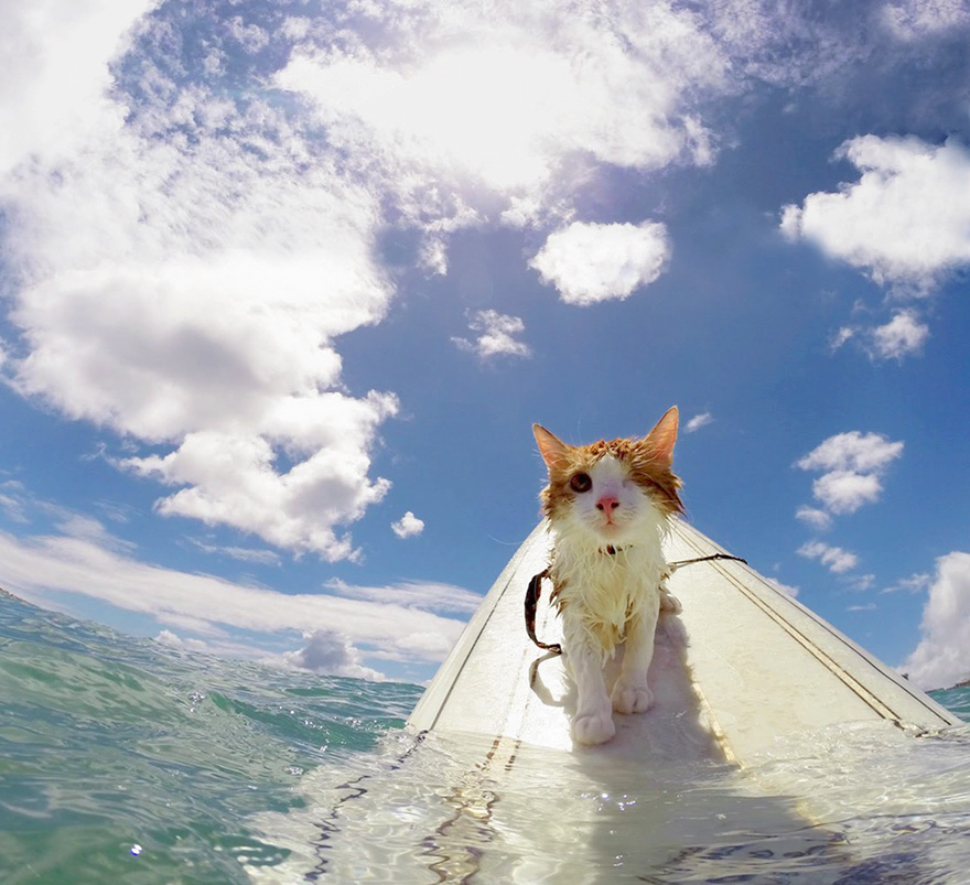 Stunning One Eyed Cat Who Loves Swimming And Surfing In Hawaii