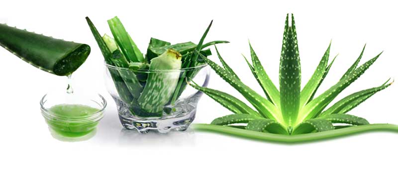 Aloe vera gel for diabetes control?