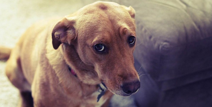  New study says that dogs tend to "lie" to get what they want