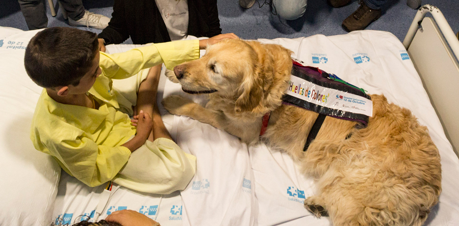 Hospital prueba aliviar el dolor de los niños ingresados usando terapia con perros