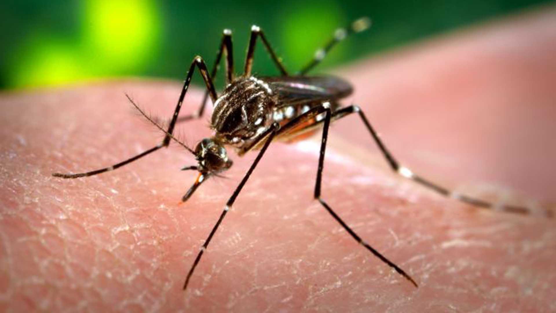 Discover a new form of transmission to Zika Virus