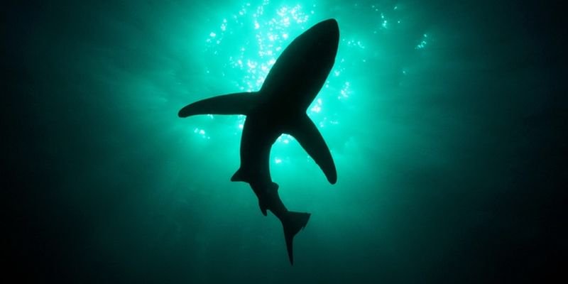 Científicos dieron con nueva especie de tiburón