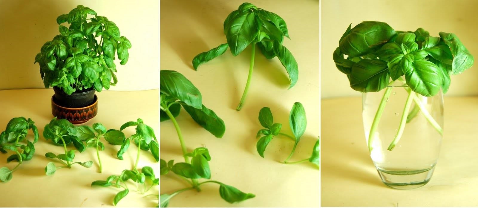 10 Vegetables & Herbs you can eat once and regrow forever
