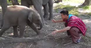 Quería un abrazo del elefante bebé, pero recibió algo mejor
