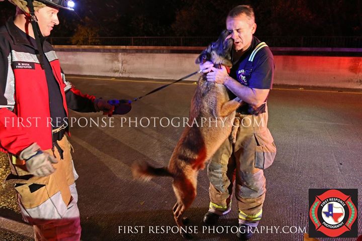 Dog Thanks Firefighter in Dog-Like Manner for Flood Rescue