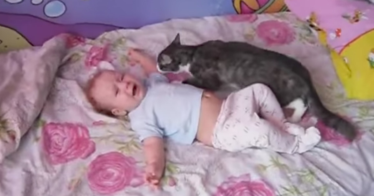 Hateful cats? This video will show you the opposite