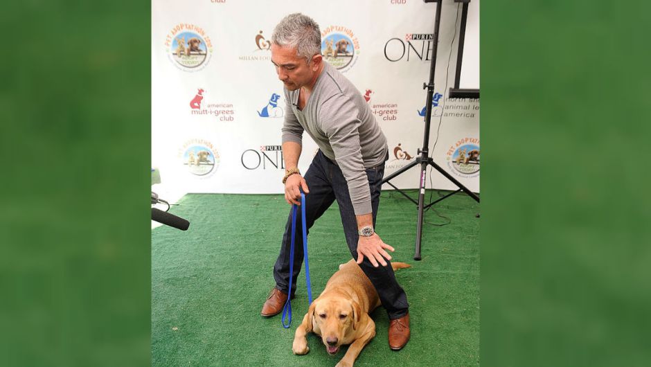 "Tratar a los perros como humanos es frustrarlos", dice el encantador de perros César Millán