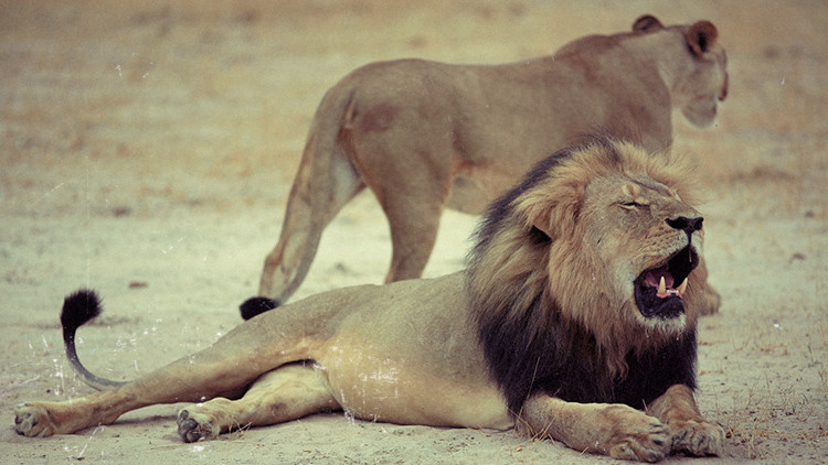 ¿Y los migrantes?: Cómo la muerte del león Cecil eclipsó las noticias de la semana