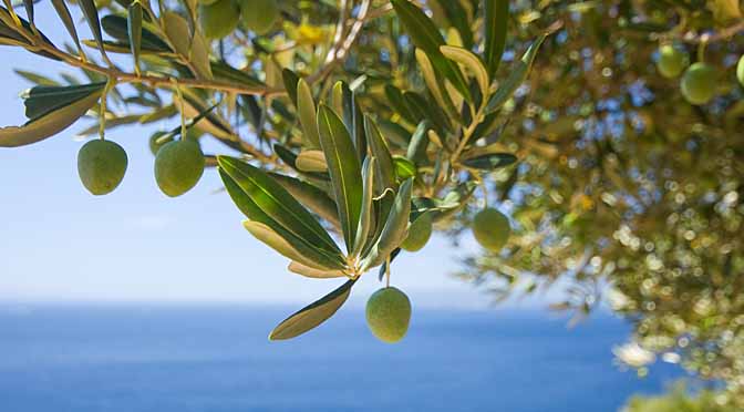 El te o infusión de hoja de olivo, ¡algo más que nos da el olivo.!