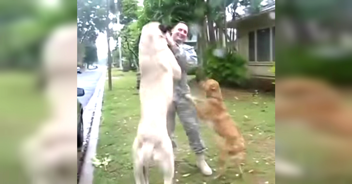 Huge Dog Excitedly Welcomes Home His Soldier Dad