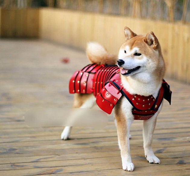 Company in Japan creates real samurai armor for dogs and cats