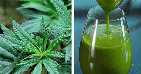 El jugo de hojas de Marihuana: ESPECTACULAR para la salud