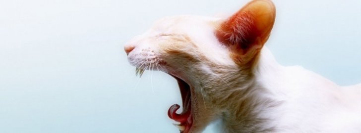 Oral lies in cats and dogs