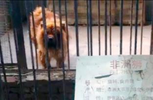 Zoo chino hace pasar a perros por leones