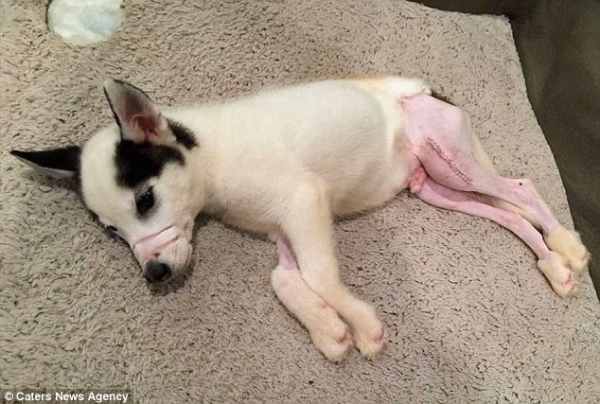 This Husky puppy was found with his mouth tied and his legs broken
