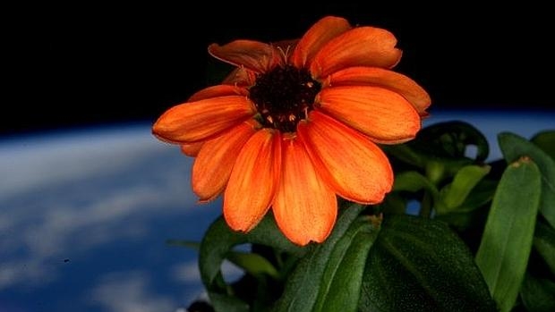 La primera flor que crece en el espacio