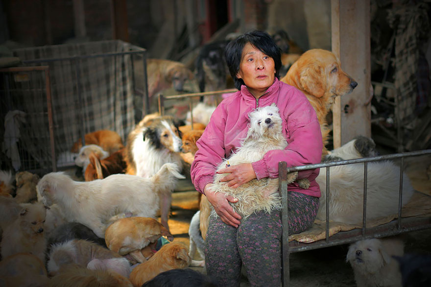 Kindhearted woman saves 100 dogs from being eaten during controversial festival