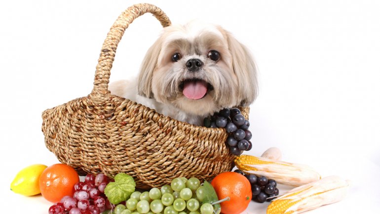 Ocho frutas para compartir con los perros
