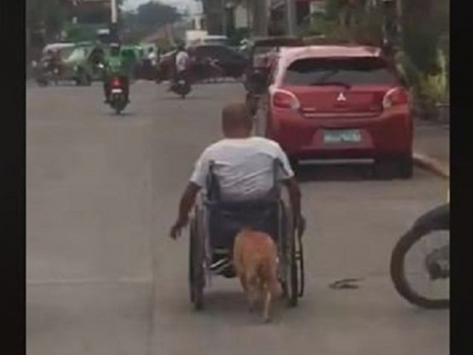 Perrito ayuda a empujar la silla de ruedas de su amo y se vuelve viral