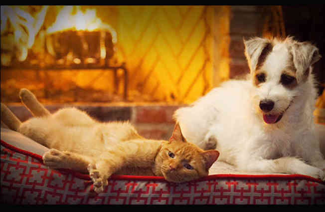 Let's learn from this cat and this dog: life is too short not to be happy