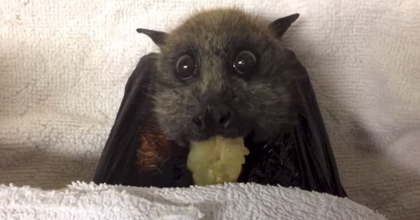 Rescataron a una tierna hembra murciélago embarazada 