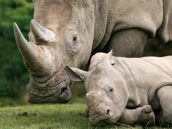 Cortan los cuernos de los rinocerontes como medida extrema para detener su caza furtiva