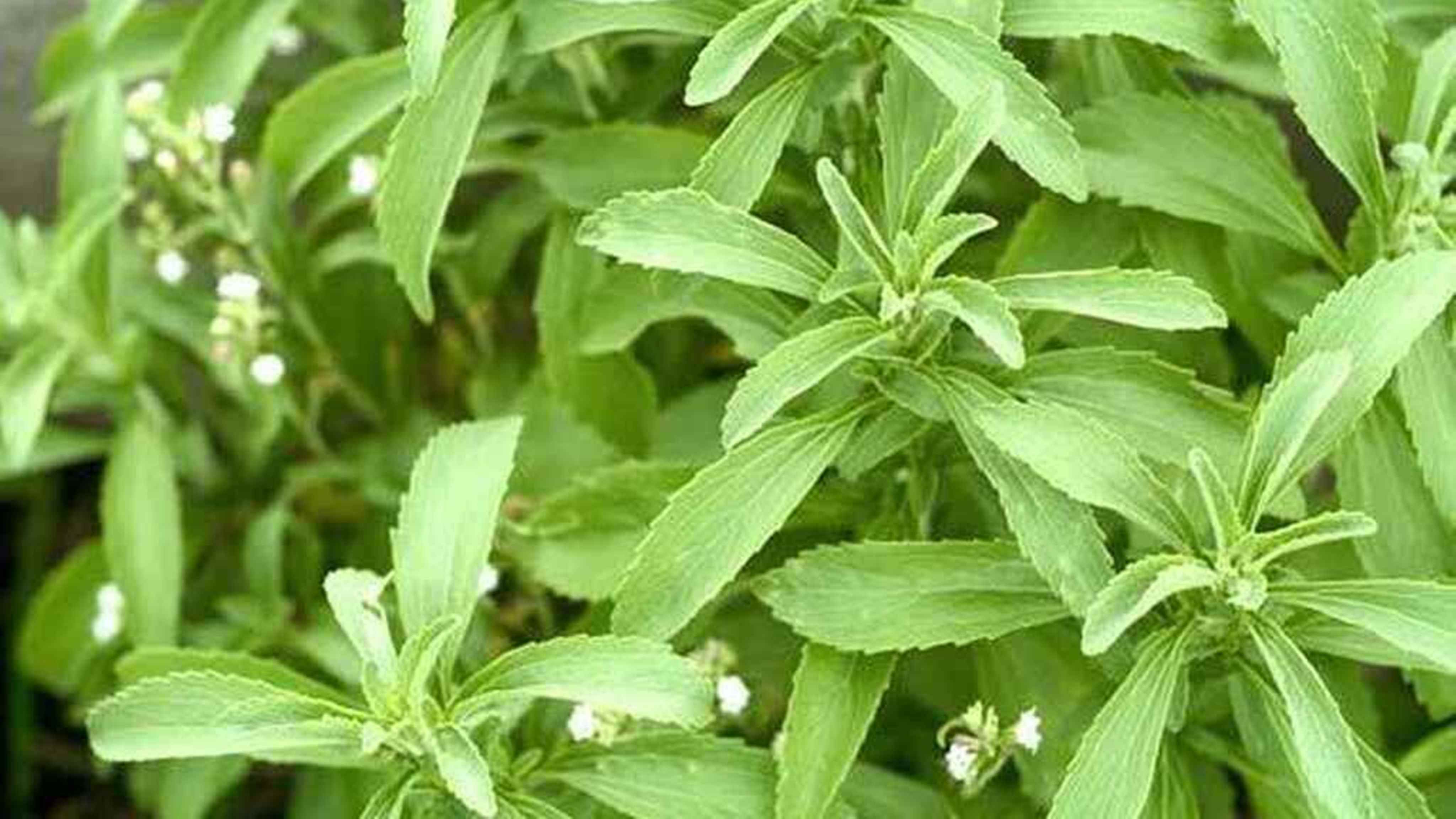  Stevia: propiedades y mitos de la planta sin calorías que sustituye al azúcar