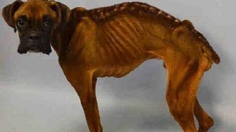 Bewster, el perro esquelético que sobrevivió a los maltratos de su dueño