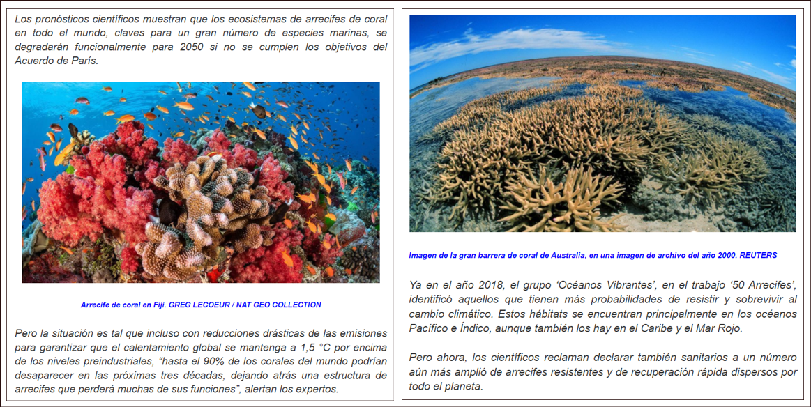 La dramática agonía de los arrecifes de coral: Desaparecerán en 30 años, alertan los científicos