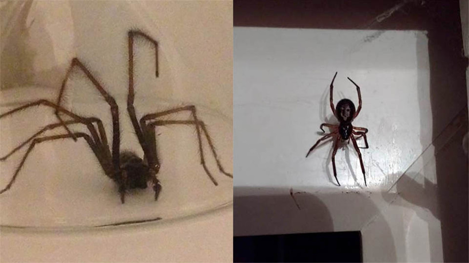 These nightmare-inducing spiders are causing people in Britain to panic