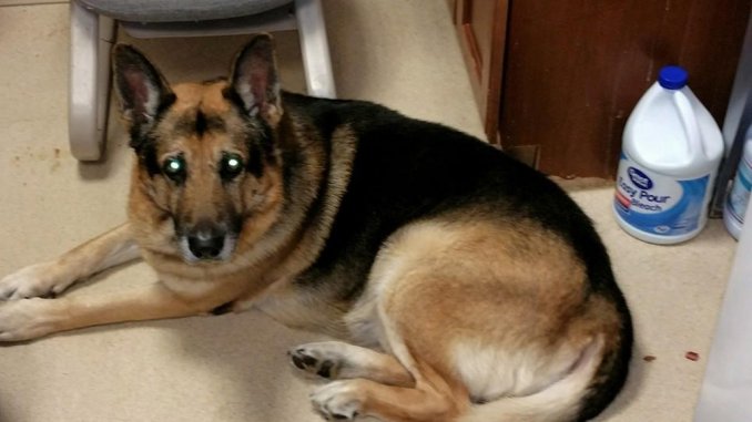 Polémica: Una mujer pidió en su testamento que maten a su perro y lo entierren con ella
