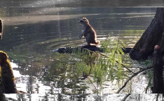 El mapache se subió a un cocodrilo para atravesar el río