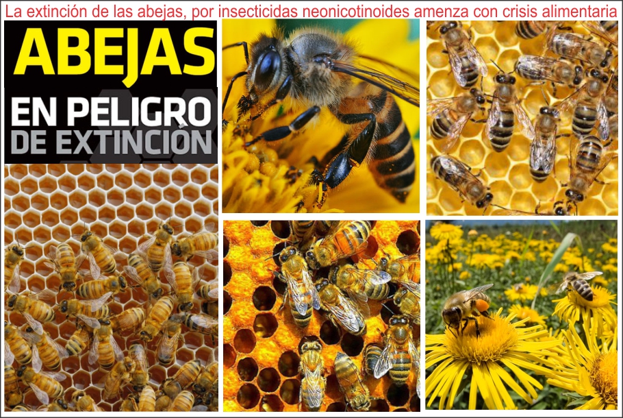  Científico colombiano alerta de crisis alimentaria por desaparición de abejas