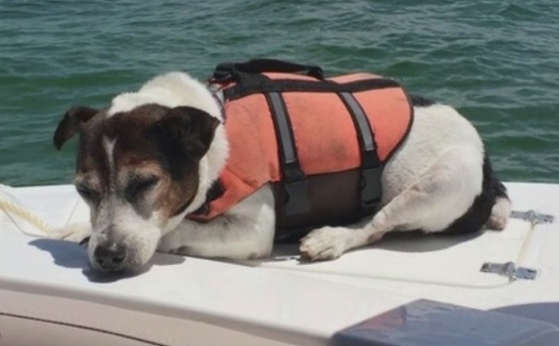 Jack Russell In A Life Jacket Rescued After Swimming For Three Hours At Sea
