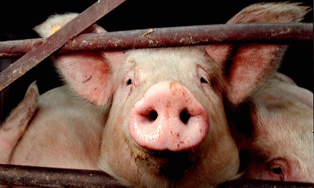 A New Year resolution that's good for you and the planet: stop eating meat
