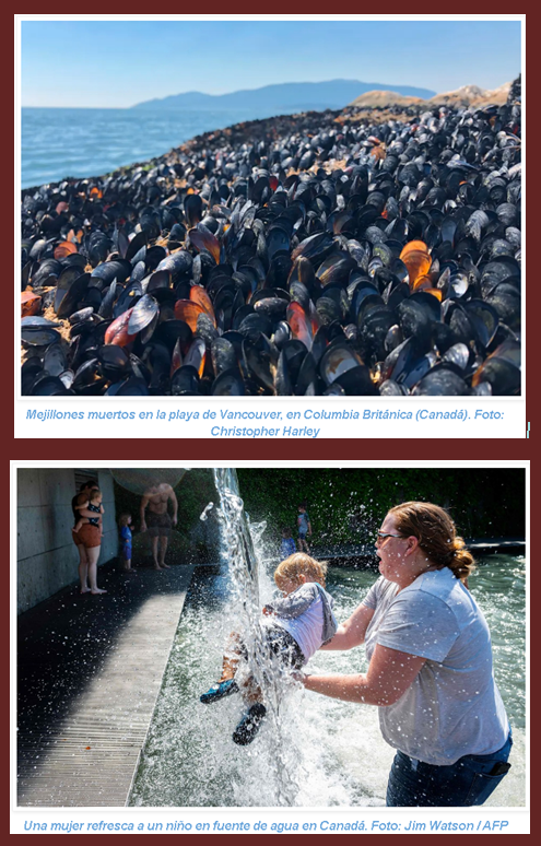 Estamos locos?-Desastre ecológico en Canadá: mil millones animales marinos muertos por ola de calor