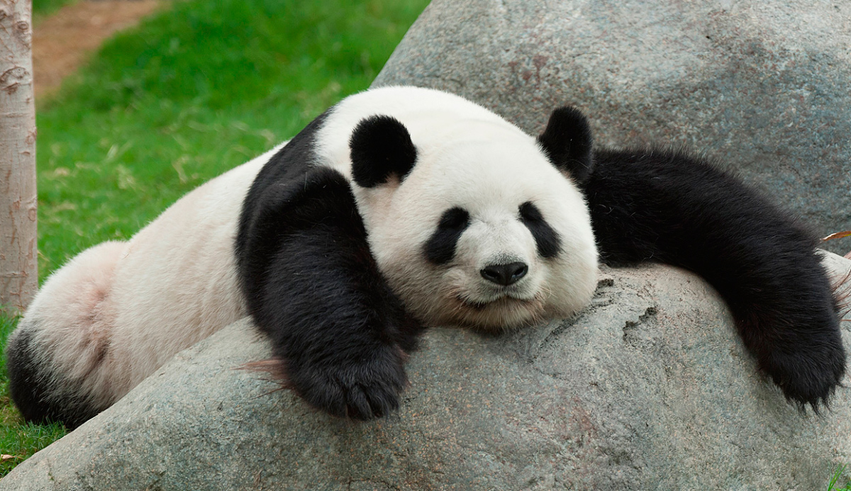 Cosas fascinantes que no sabías sobre los osos pandas