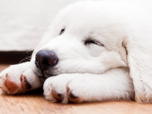 Cómo hacer que tu perro duerma mejor