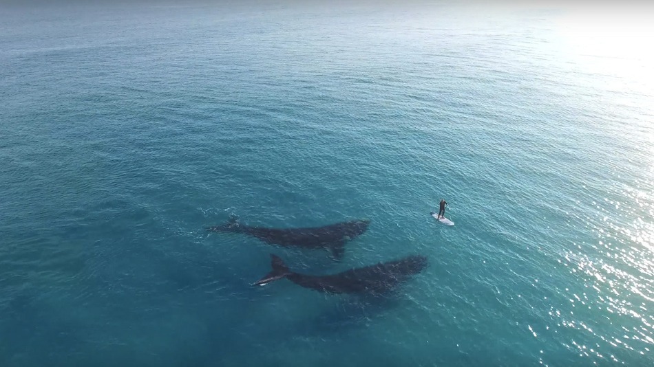 Drone captures beautiful footage of whales swimming near tiny human