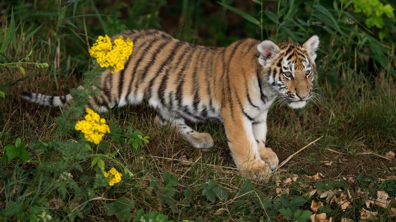 Number Of Wild Tigers Increases For First Time In 100 Years