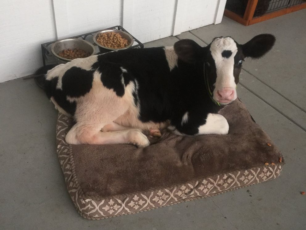 Meet Goliath, the adorable baby cow that thinks he's a dog