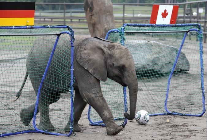 Elephant plays soccer like a pro