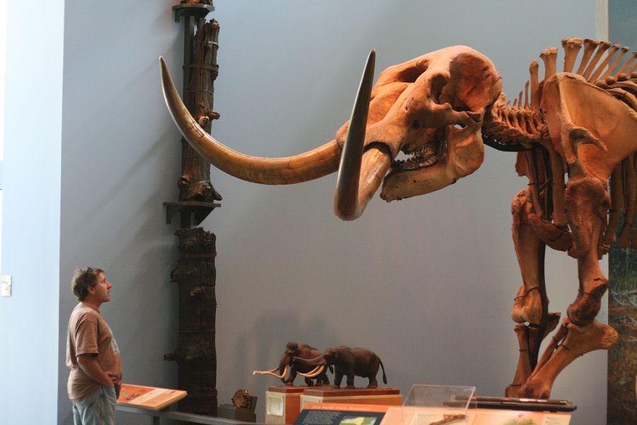 Will Scientists soon be able to clon wolly mammoths?