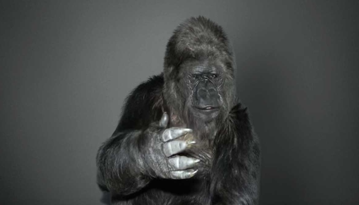 El Gorila que puede comunicarse con los humanos tiene un mensaje para todos