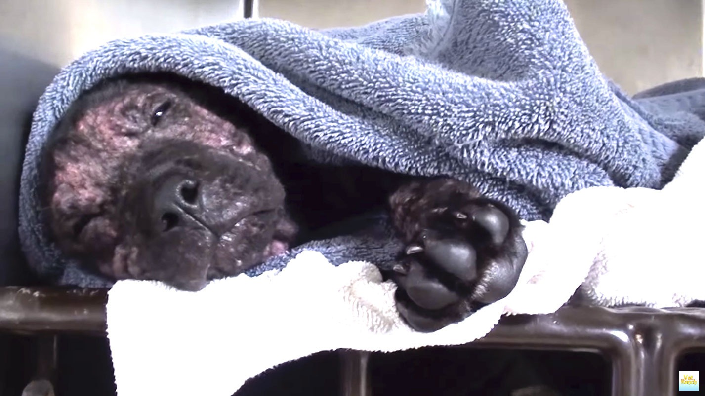 Homeless puppy scheduled to die nursed back to health
