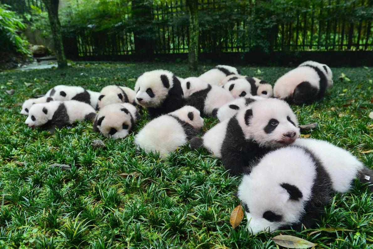 Pandas Have More Babies if They Can Pick Their Mates