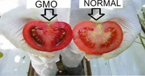 Cómo identificar la comida geneticamente modificada en los supermercados